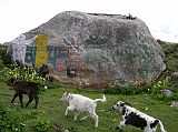 24 Cows Run Past A Large Rock Painted With A Mantra Above Nyalam Above Nyalam, some young children herded their cows to pasture, past a large rock with Om Mani Padme Hum painted on it.